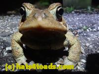/home//u458753944/public_html/sourcegallery/////////////////////////Roxborough Toad Detour/2021/2021-04-10/P4100225.JPG